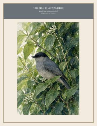Cover of THE BIRD THAT VANISHES, a night book of the gray catbird, by William Vincent Carleton