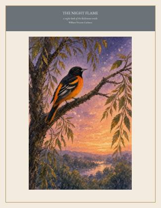 Cover of THE NIGHT FLAME, a night book of the Baltimore oriole, by William Vincent Carleton