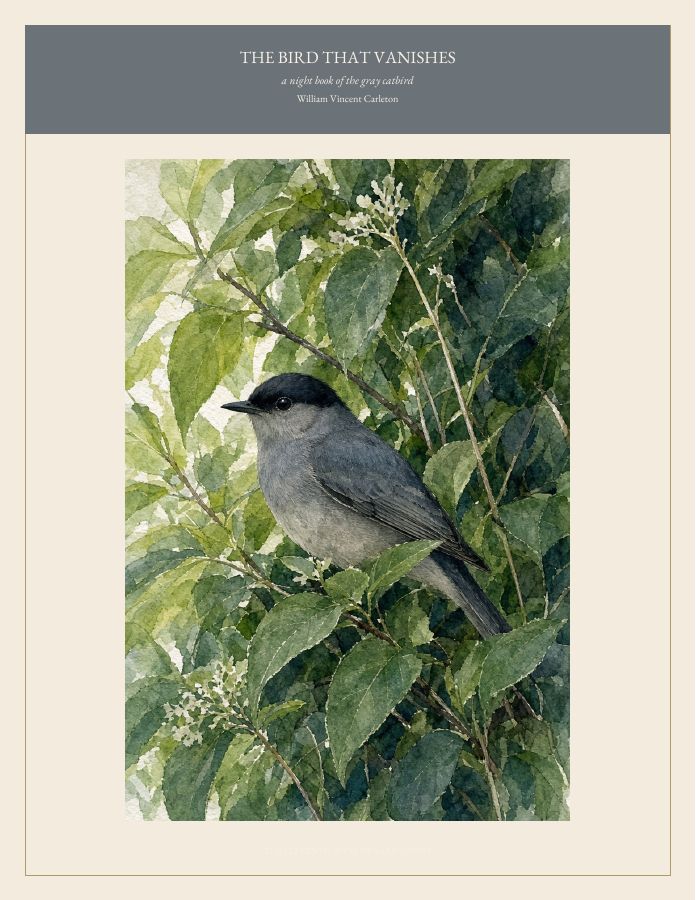 Cover of THE BIRD THAT VANISHES, a night book of the gray catbird, by William Vincent Carleton